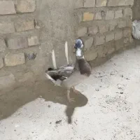 ادرک وحشی