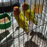 عروس هلندی وطوطی برزیلی|پرنده|زرقان, |دیوار