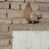 ماده نیم تنه زرد|پرنده|آشخانه, |دیوار