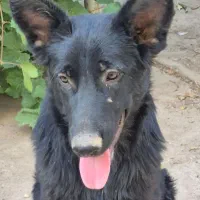 شاه توله سگ ژرمن شولاین