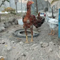 لاری|حیوانات مزرعه|مشگین شهر, |دیوار