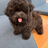 توله توی پودل جیبی عروسکی پامر پامرانین|سگ|اصفهان, خانه اصفهان|دیوار