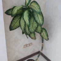 گل  دیفن باخیا