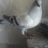 کبوتر شامی اصل