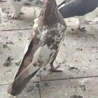 فروش کبوتر|پرنده|شیراز, نصر|دیوار