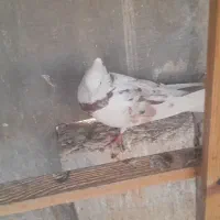 هما سرور|پرنده|تهران, مینای شمالی (مخبر)|دیوار
