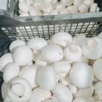 قارچ درجه یک