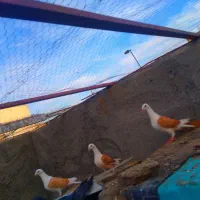 گراف زرد|پرنده|مشهد, عنصری|دیوار