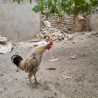 خروس رسمی محلی