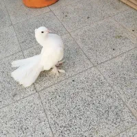 کفتر کبوتر دمچتری جفت کله ماری سینه لرزون اینگلیسی