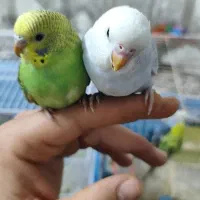 مرغ عشق|پرنده|شیراز, بریجستون|دیوار