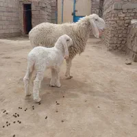 کابر مری بابره اصل مری شیر پر