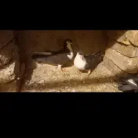 کبوتر چادری یا دمگیر|پرنده|زیباشهر, |دیوار