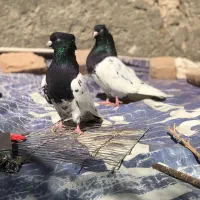 کبوتر. جفت کله سیاه کلایی عتیقه