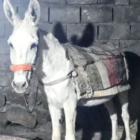 الاغ نر آرام ومایون پر ۷سال قد 1و22 ازبالای سم