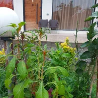 ویلایی شاخه اصلی