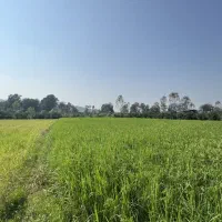 ۲۶۰۰ متر زمین کشاورزی در بابلکنار