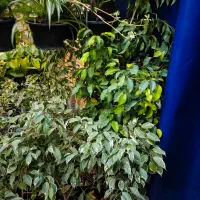 حراج انواع گل قیمت کف بازار