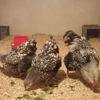 تخم مرغ نطفه دار