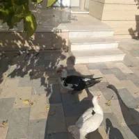 اردک اسراییلی|حیوانات مزرعه|محمدیه-قزوین, |دیوار