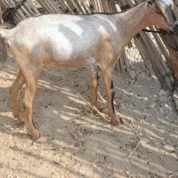 دوعددکهره ماده بایکی نر|حیوانات مزرعه|رویدر, |دیوار