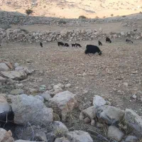 12عدد بز با 12 تا کهره