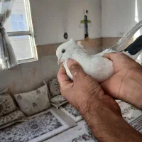 کفتر سفید دم سیاه کاکلی|پرنده|قم, انصار‌الحسین|دیوار