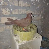کفتر