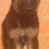 سگ ژرمن شیپرد جرمن کینگ سایز موکوتاه شاه توله (نر)|سگ|تهران, وردآورد|دیوار