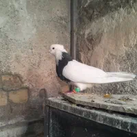 نر طوقی هفترنگ