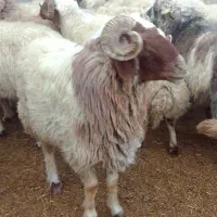 فروش گوسفندزنده مغان و افشار|حیوانات مزرعه|تهران, نیروی هوایی (پیروزی)|دیوار