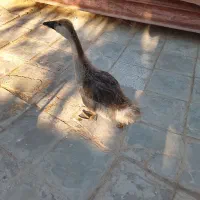 قوغاز اکراینی فقط 500تومن|حیوانات مزرعه|مشهد, كنويست|دیوار