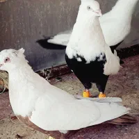 کفتر دم سیاه و دم قهوهایی. دم سفید نر