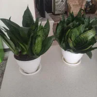 فروش گل طبیعی  سانسوریا پاکوتاه