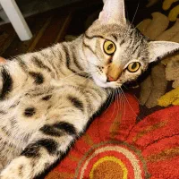 واگذاری گربه|گربه|کرمانشاه, |دیوار