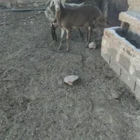 سه عدد بره نر