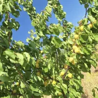 املاک|فروش زمین و ملک کلنگی|نهاوند, |دیوار