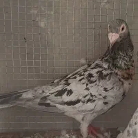 هفت رنگ .ماده.آس.