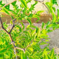 زمین باغی|فروش دفتر صنعتی، کشاورزی، تجاری|حبیب آباد, |دیوار