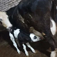 گاو سیمیتال سیاه تازه زاییده با گوساله سیمیتال نر