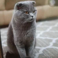 گربه اسکاتیش نر بالغ عقیم نشده