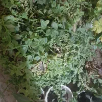 باغبانی|خدمات باغبانی و درختکاری|یزد, |دیوار