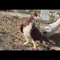 مجسمه تعدادی