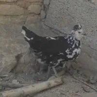 ...|حیوانات مزرعه|فارسان, |دیوار