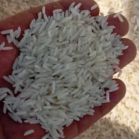 برنج هاشمی دره رود بوع دار