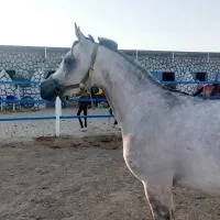 مادیان دوسر وارداتی به همراه کره مادیان دوماهه