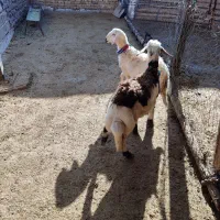 بره قوچای پلنگی و افشاری|حیوانات مزرعه|بروجرد, |دیوار