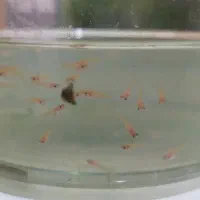 ماهی کت برنز ، بچه گوپی یلو و خزه