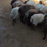 بره نر ماده چاق|حیوانات مزرعه|بجنورد, |دیوار