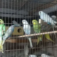 خرید و فروش پرندگان